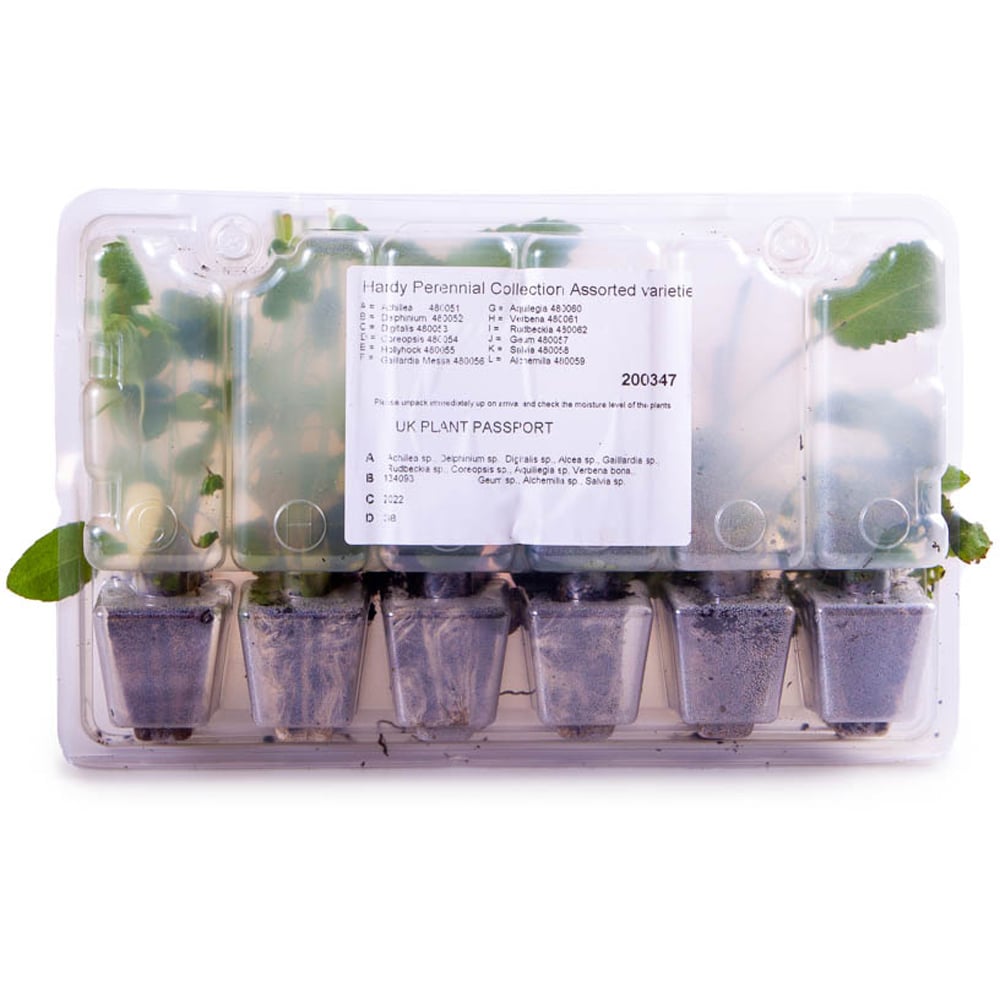 YouGarden Cottage Garden Perennial Collection Plug Plant 12 Pack Image 5