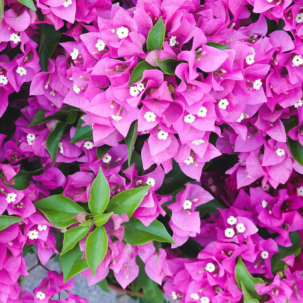 YouGarden Purple Bougainvillea Trellis Plant Pot 17cm Image 1