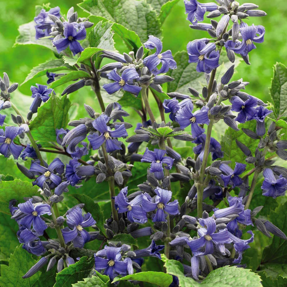 Thompson and Morgan Clematis New Love Plant Pot 7cm 3 Pack Image 1