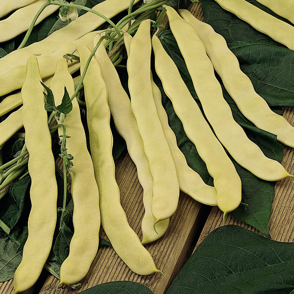 Thompson and Morgan Climbing Bean Goldfield Seeds Image