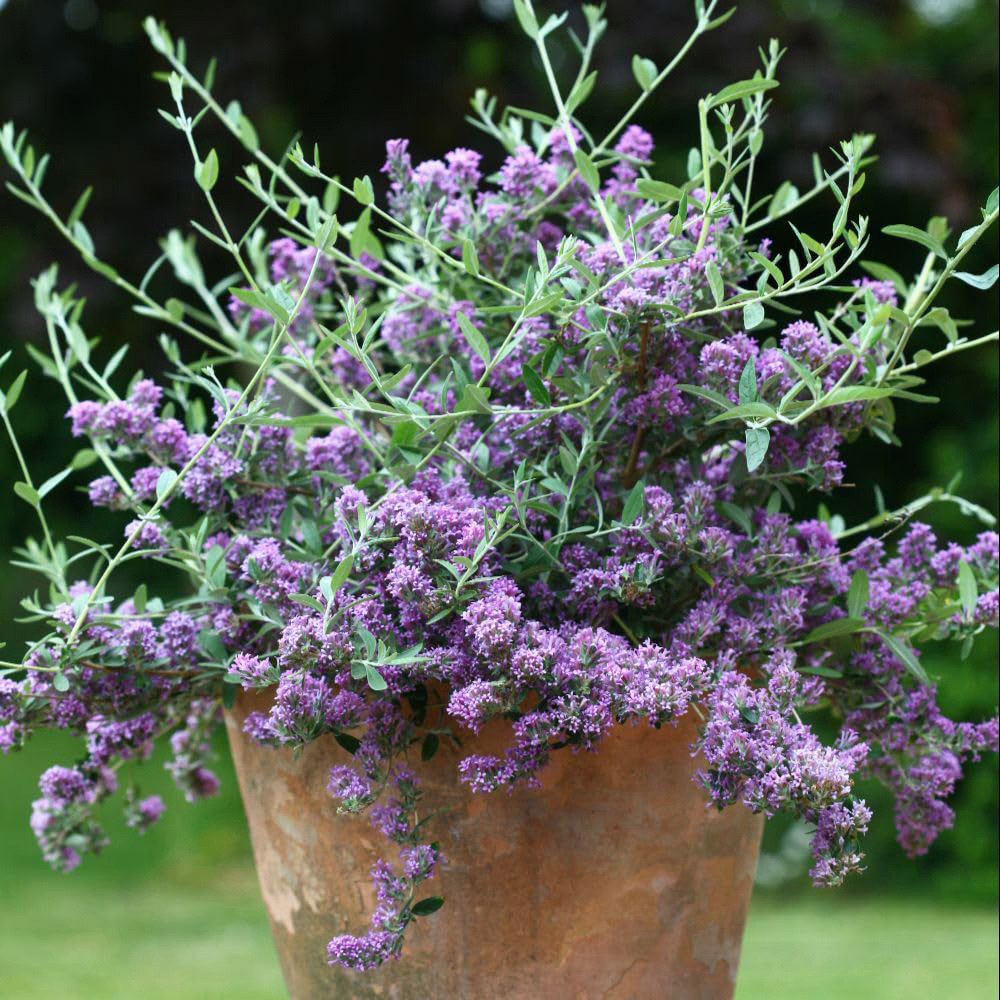 Thompson and Morgan Buddleja Alternifolia Plant Pot 9cm Image 2