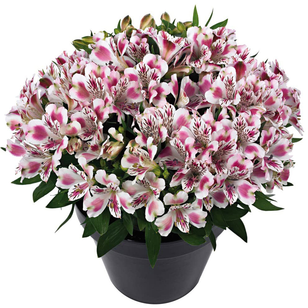 Thompson & Morgan Alstroemeria Inticancha White Pink Blush Jumbo Plant Plug 3 Pack Image 3