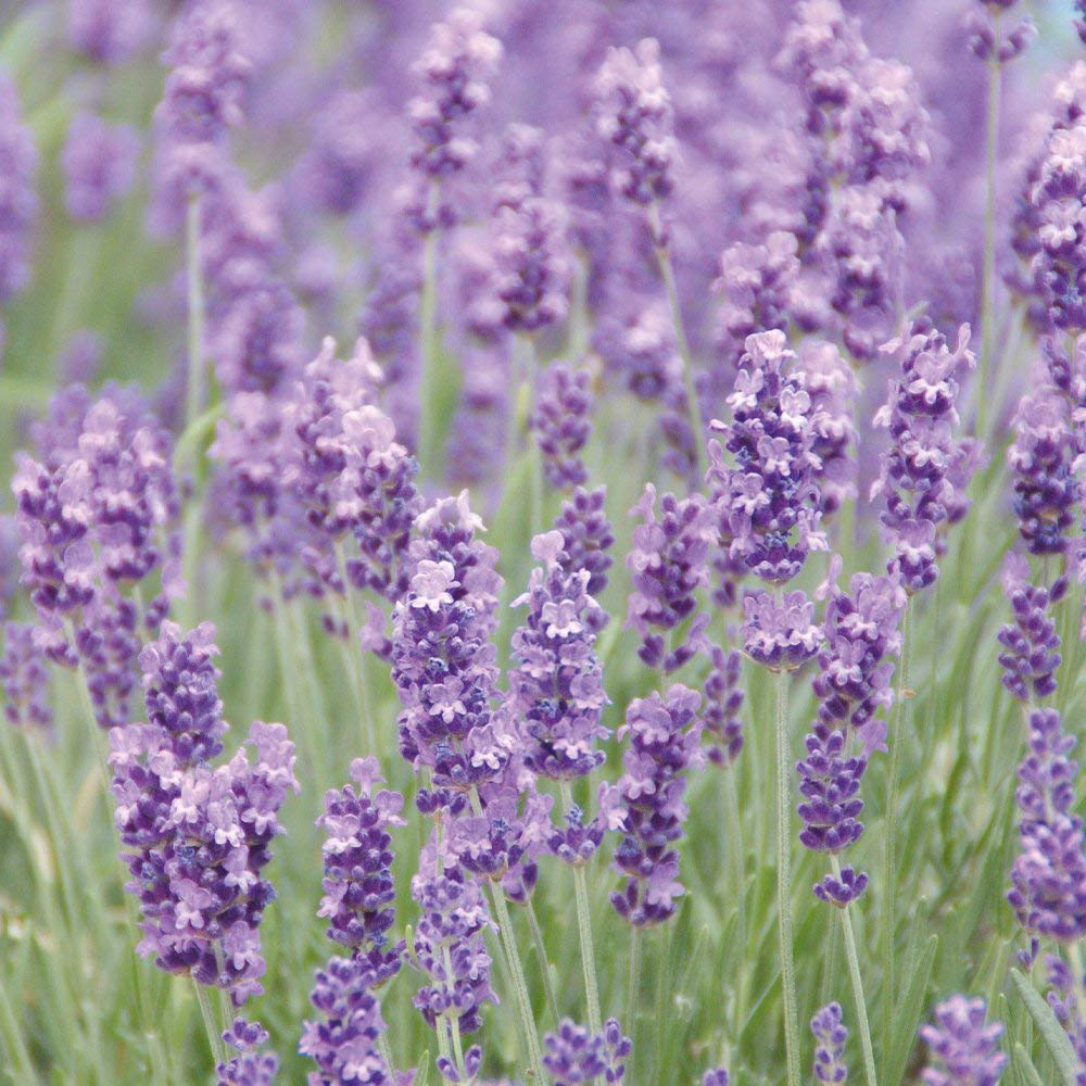 Thompson and Morgan Lavender Munstead Plant Plugs 12 Pack Image 1