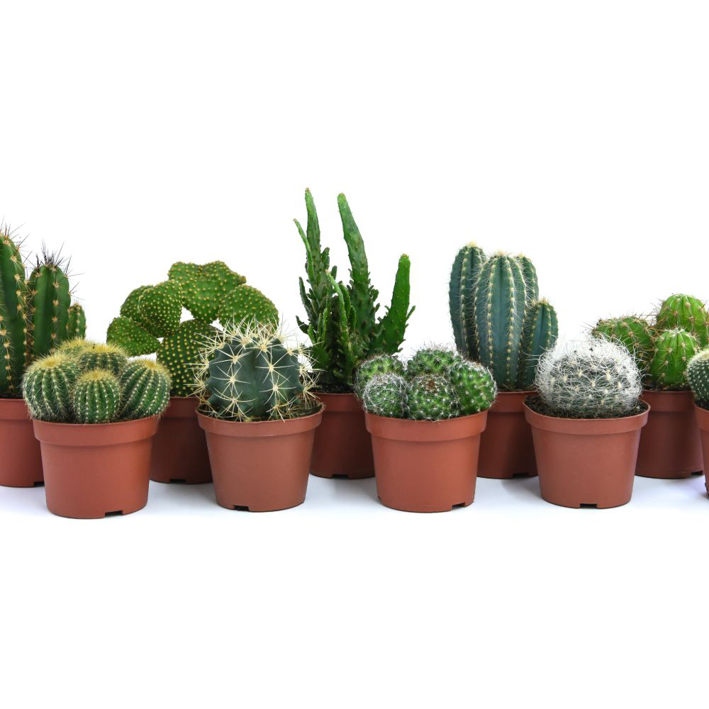 Thompson and Morgan Cactus Mixed Potted Plant 5.5cm Image 2