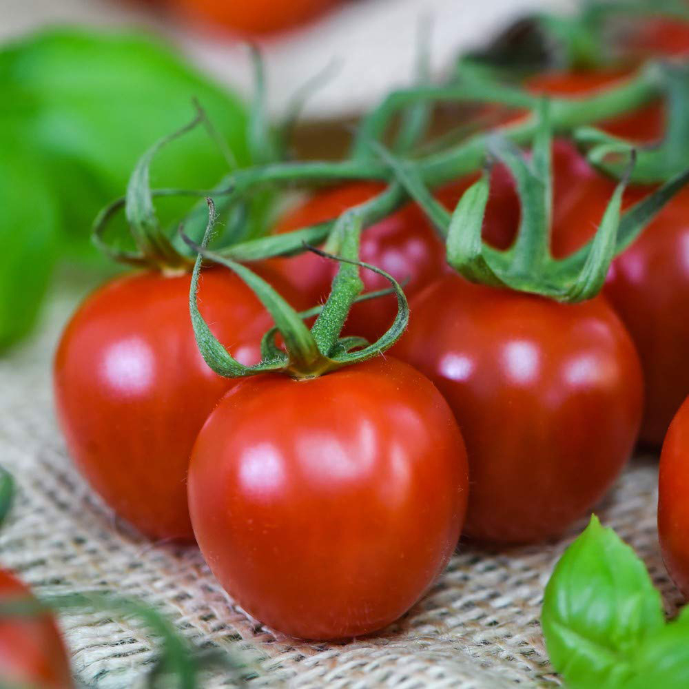 Thompson and Morgan Tomato Rubylicious Seeds Image 1