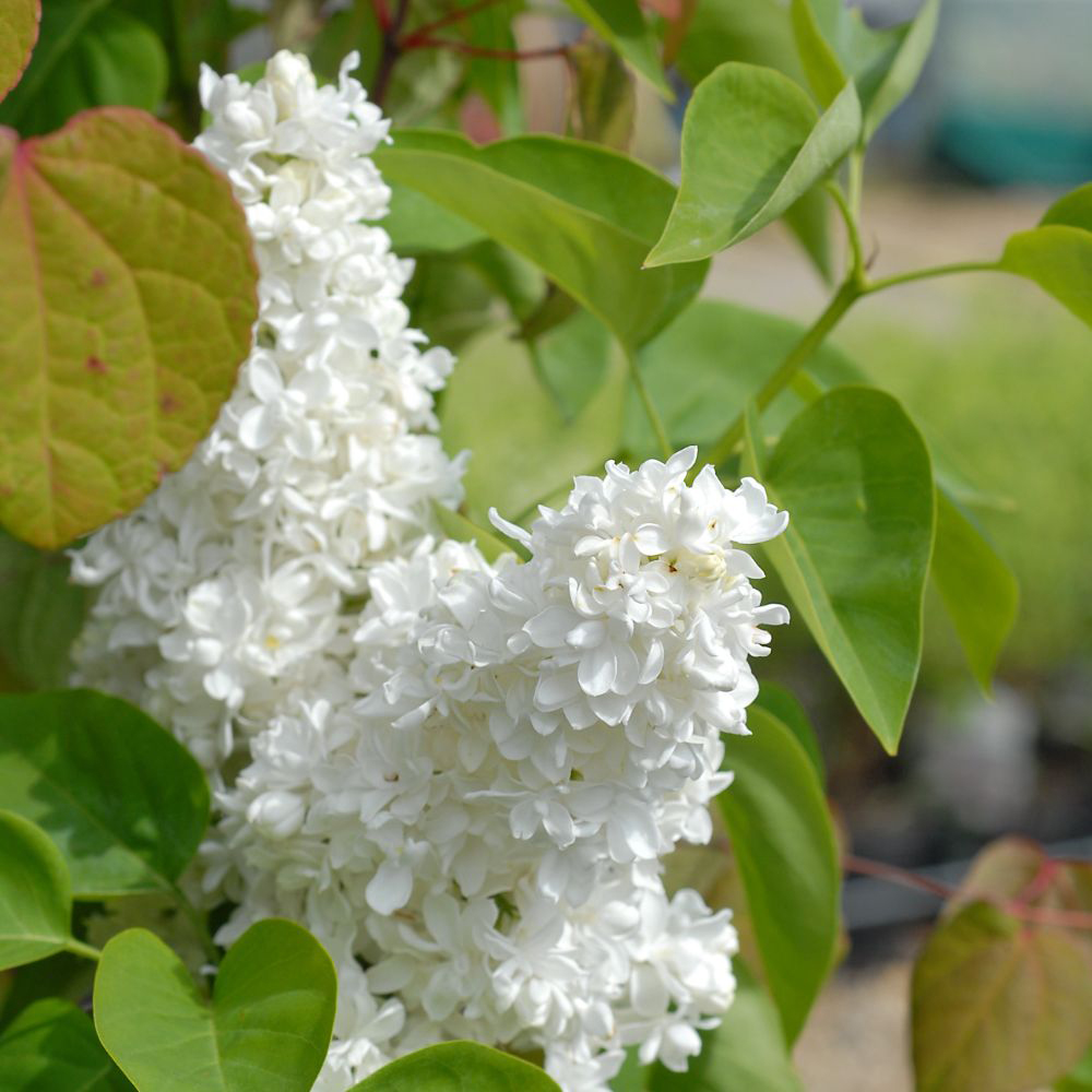 Thompson and Morgan Syringa Vulgaris Mme Lemoine Potted Plant 9cm 2 Pack Image 1