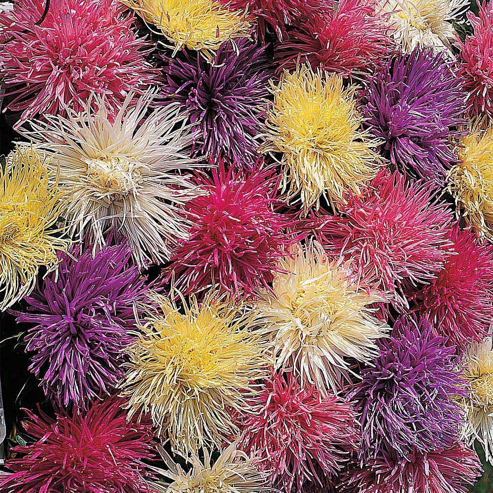 Thompson & Morgan Aster Spider Chrysanthemum Mixed Seeds Image