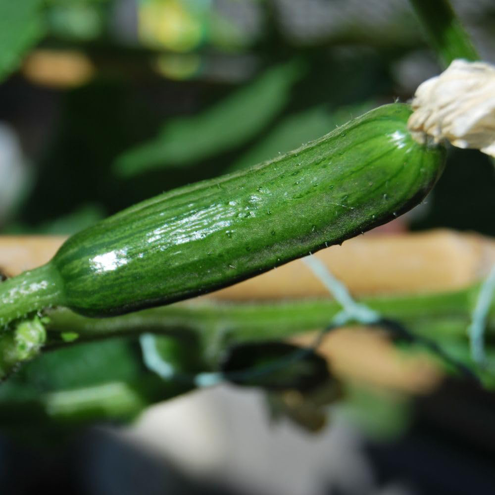 Thompson and Morgan Cucumber La Diva Seeds Image 3