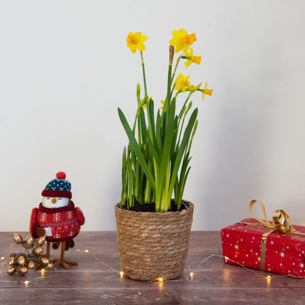 Thompson and Morgan Christmas Gift Narcissus Flower Basket 14cm Image 3