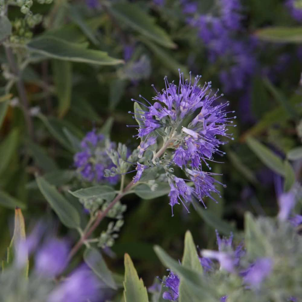 Thompson and Morgan Caryopteris Clandonensis Ferndown Plant Pot 3.5L Image 1
