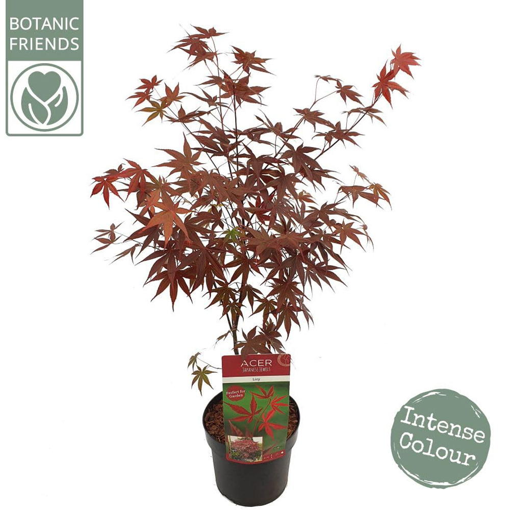 Thompson and Morgan Acer Palmatum Livy Plant Pot 3L Image 2