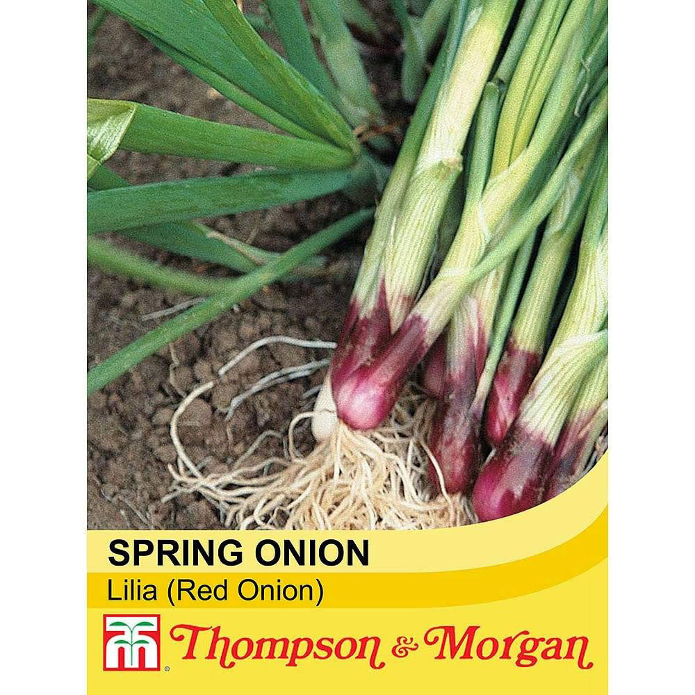 Thompson & Morgan Spring Onion Lilia 500 Seeds Packet Image 2