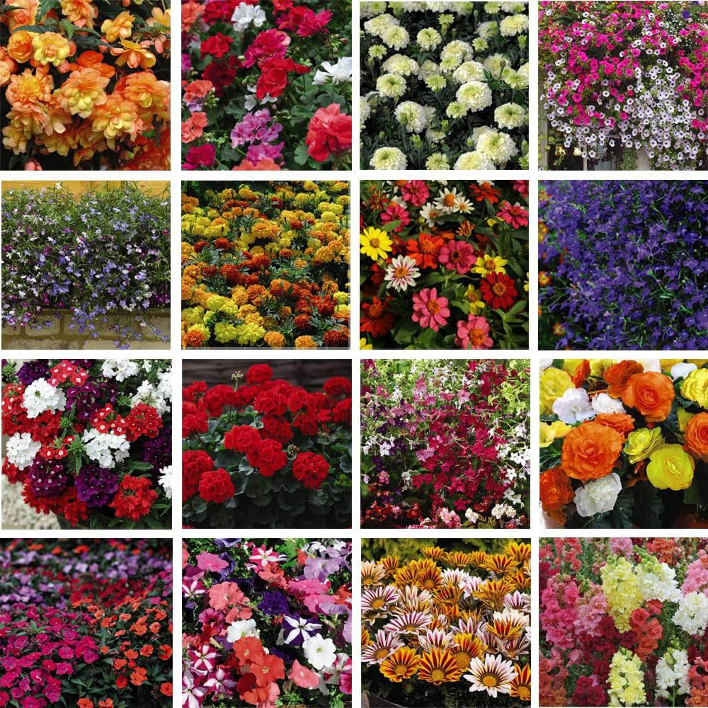 Thompson and Morgan Nurserymans Summer Favourites Garden Ready Plant 30 Pack Image 1