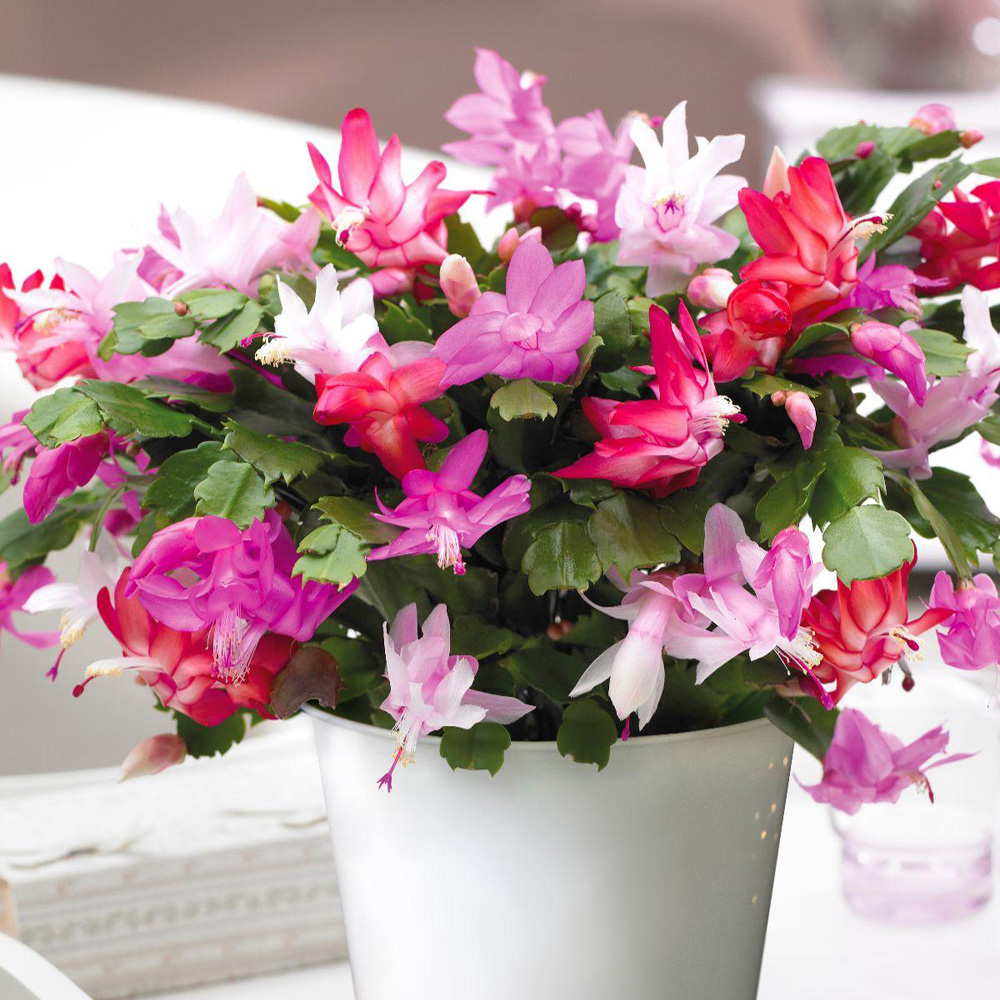 Thompson and Morgan Christmas Gift Cactus Multicoloured Plant Pot 13cm 2 Pack Image 2