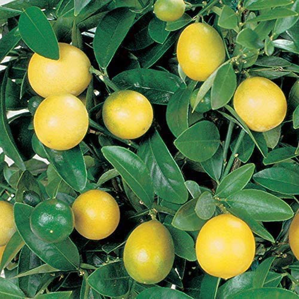 Thompson & Morgan Citrus Lemon Tree Potted Plant 9cm 2 Pack Image 5