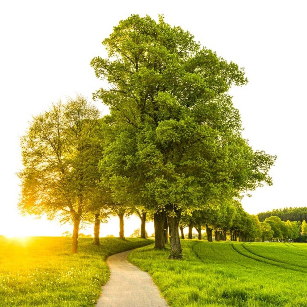 Inspirational Gifting English Oak Bare Root Hedge Plant Saplings 2-3ft 20 Pack Image 3