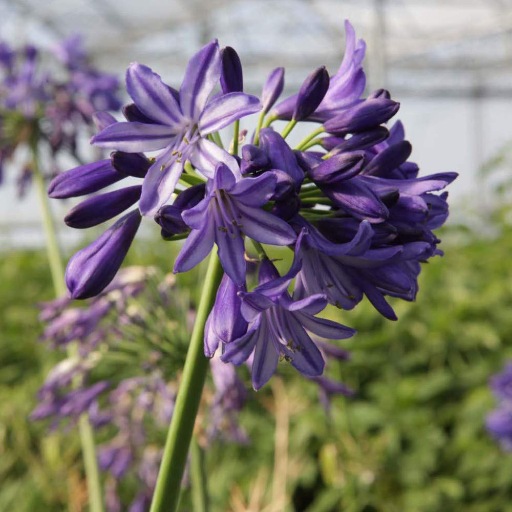 Thompson and Morgan Agapanthus Northern Star Plant Pot 3L 2 Pack Image 3