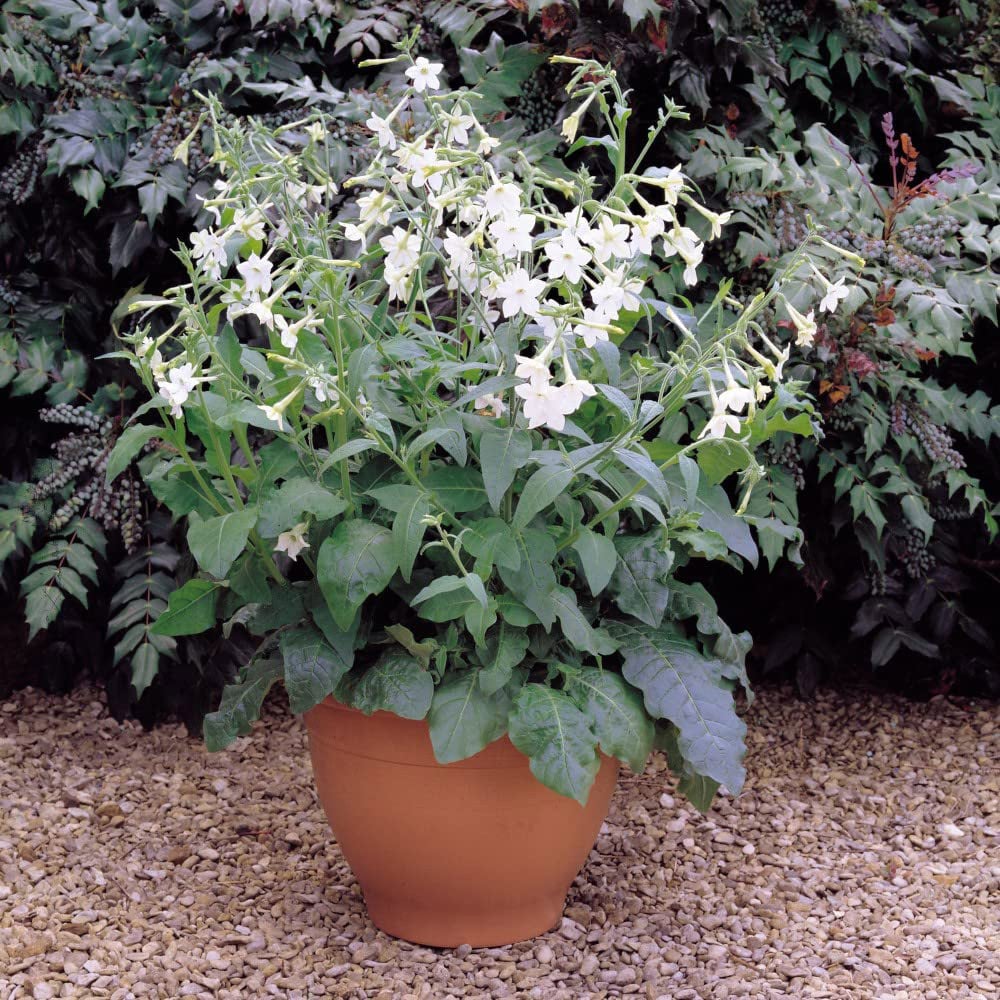 Thompson and Morgan Nicotiana Affinis Garden Ready Plant 15 Pack Image 4