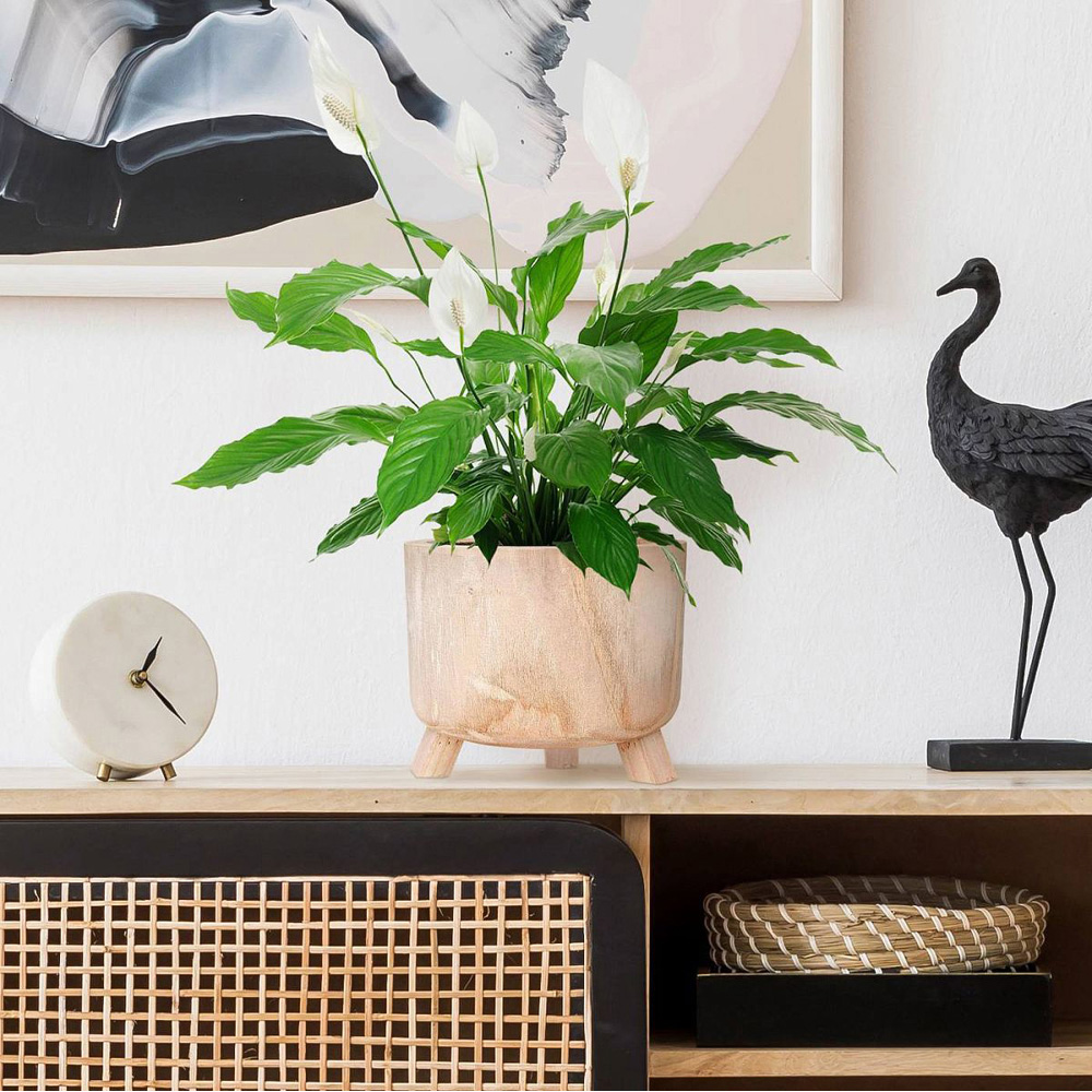 LECHUZA Hortico Grower Wooden Round Indoor Plant Pot 19 x 24cm 2 Pack Image 6