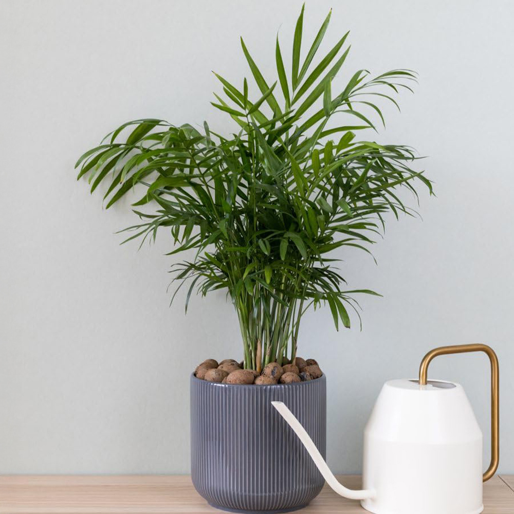 Thompson and Morgan Chamaedorea Elegans Potted Plant 12cm Image 1