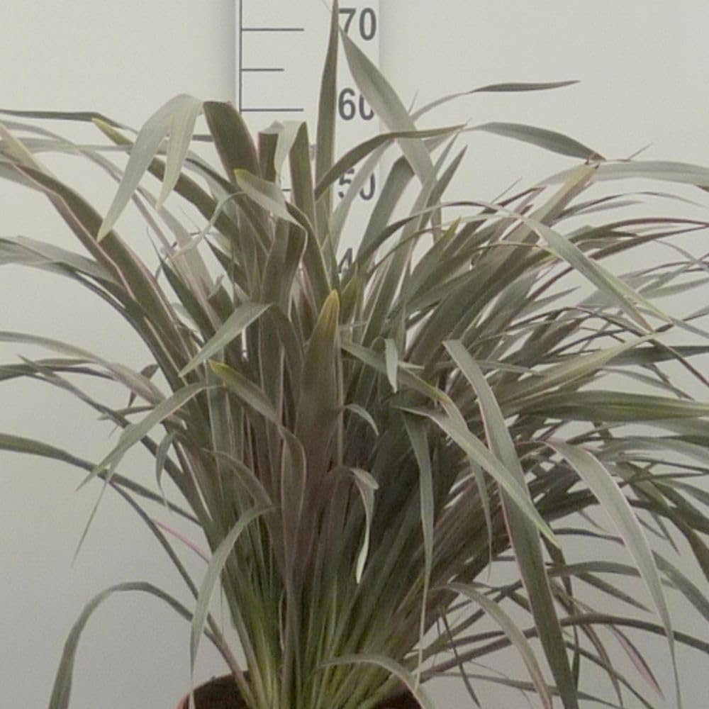 Thompson and Morgan Phormium Tenax Pink Stripe Plant Pot 9cm Image 2