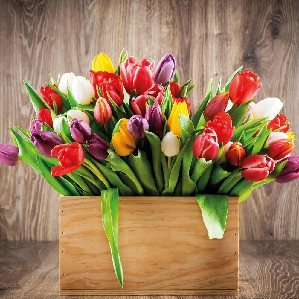 Thompson and Morgan Tulip Triumph Mixed Planting Bulb 80 Pack Image 4