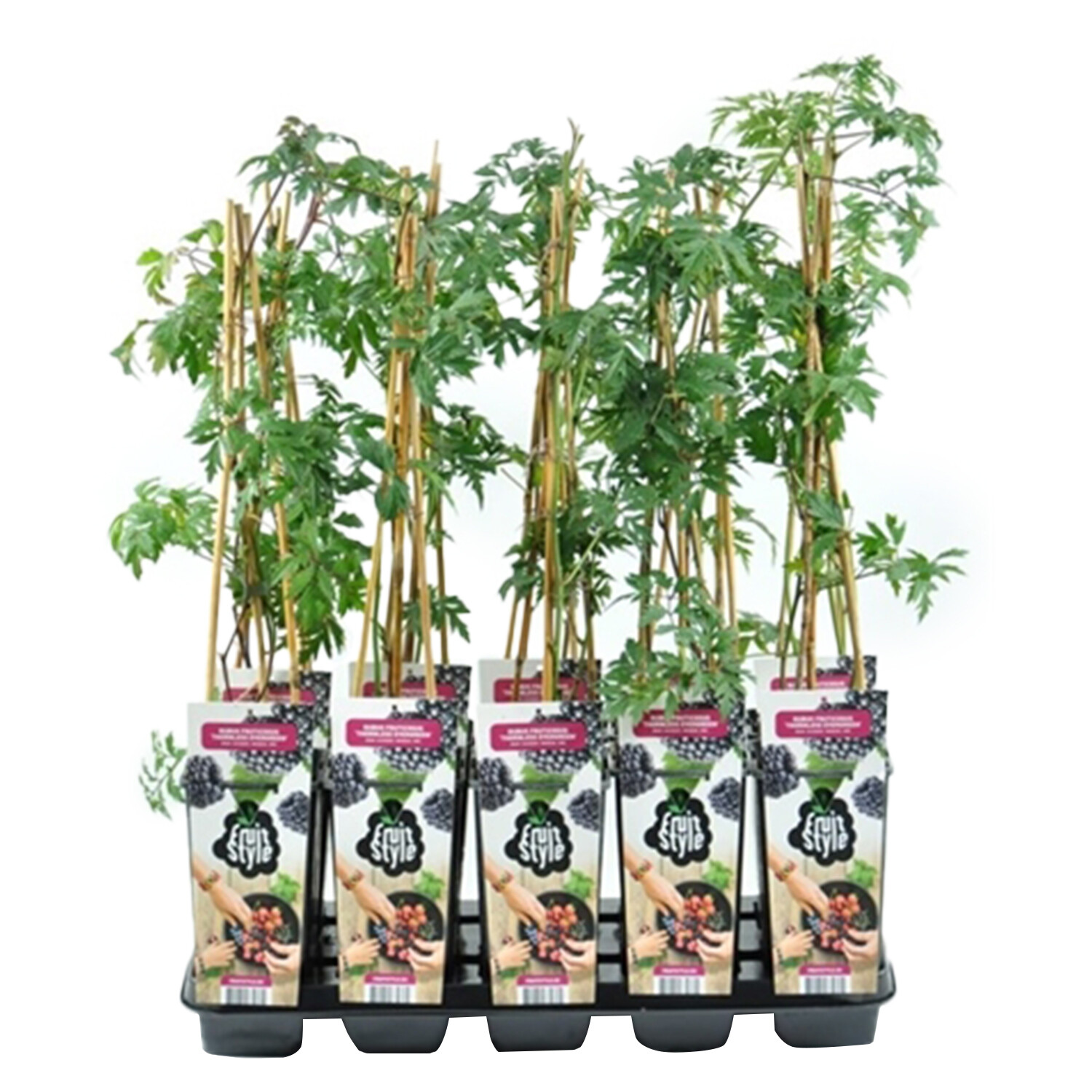 Rubus fruticosus Blackberry 'Thornless Evergreen' - 65cm Image