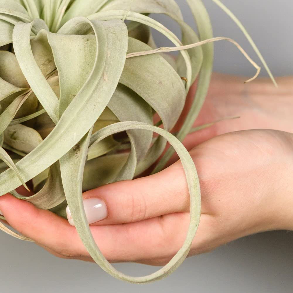 Thompson & Morgan Air Plant Tillandsia Xerographica Image 2