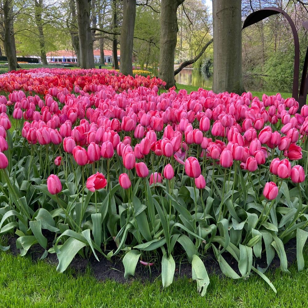 Thompson and Morgan Tulip Pink Giant Bulbs 16 Pack Image 2