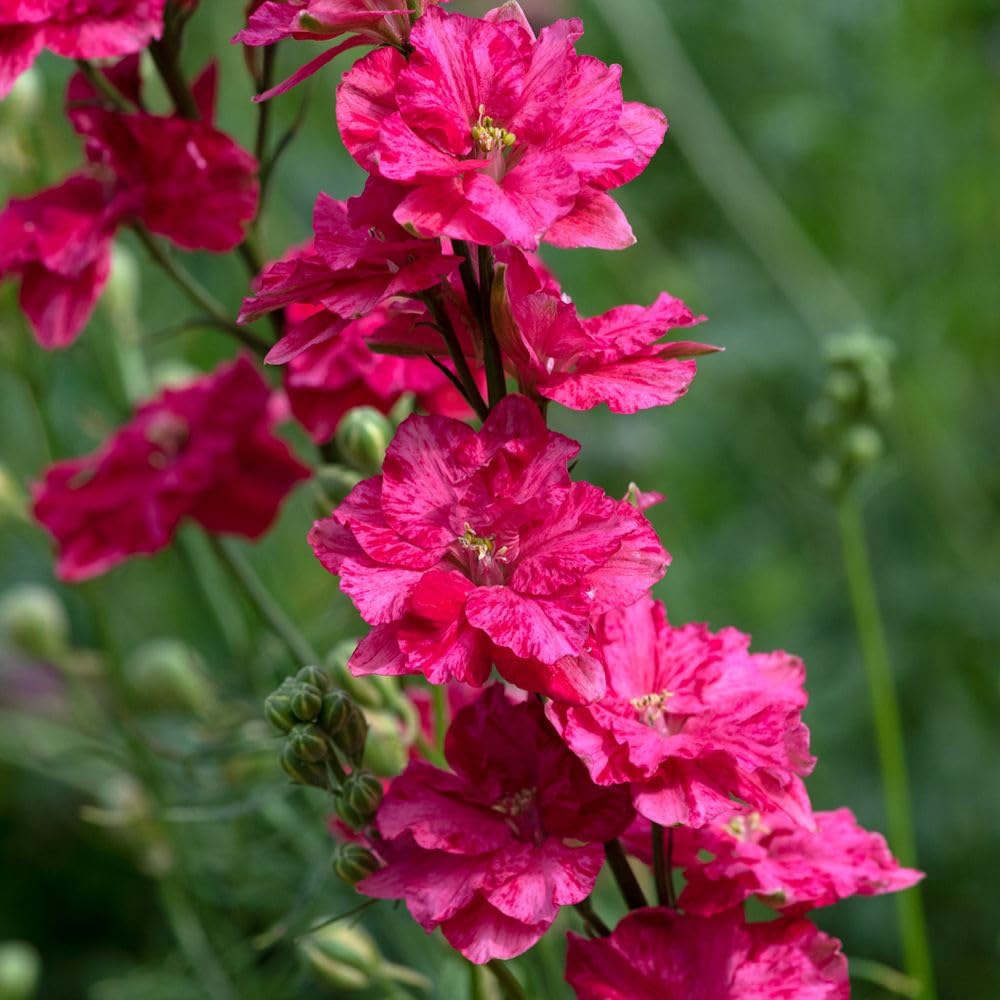 Thompson and Morgan King Size Scarlet Plant Plug 48 Pack Image 3