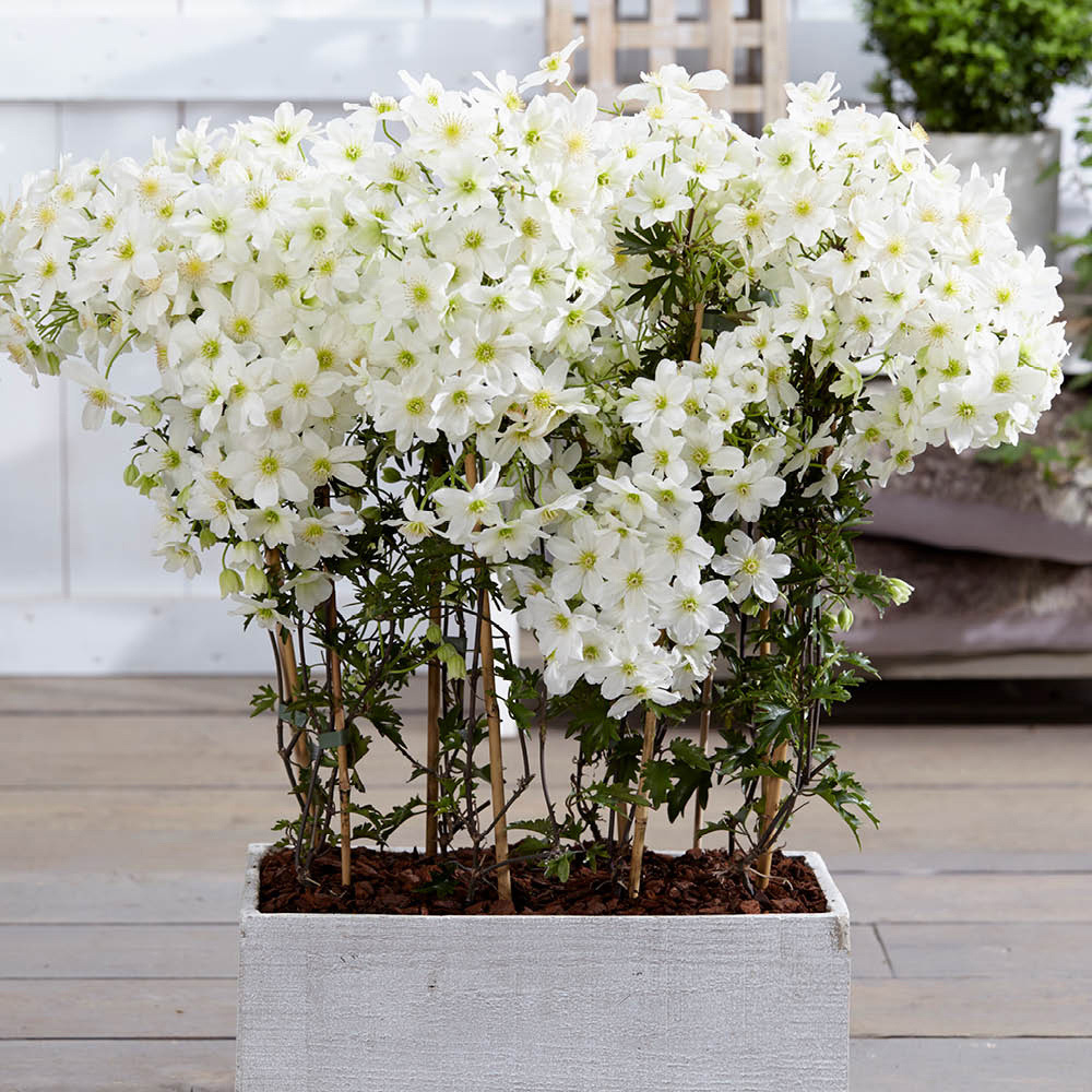 YouGarden Clematis Avalanche Plant Pot 2L Image 2