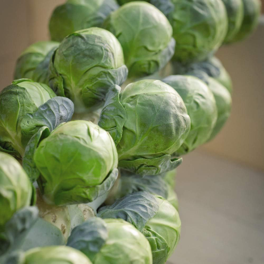 Thompson & Morgan Brussels Sprout Brilliant F1 Hybrid 30 Seeds Packet Image 2