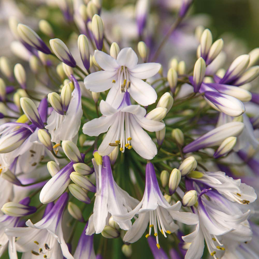 Thompson and Morgan Agapanthus Fireworks Plant Pot 9cm Image 4
