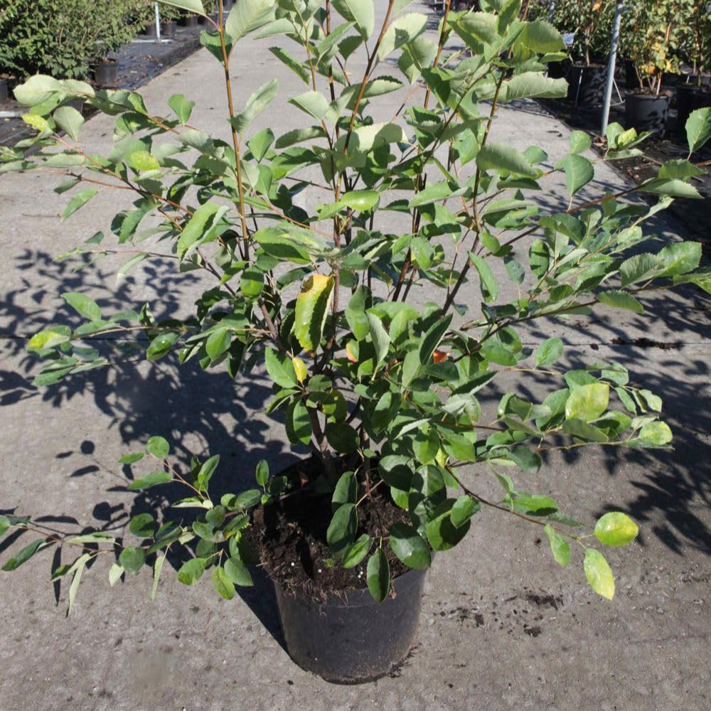 Thompson and Morgan Amelanchier Juneberry Lamarkii Plant Pot 3L Image 2
