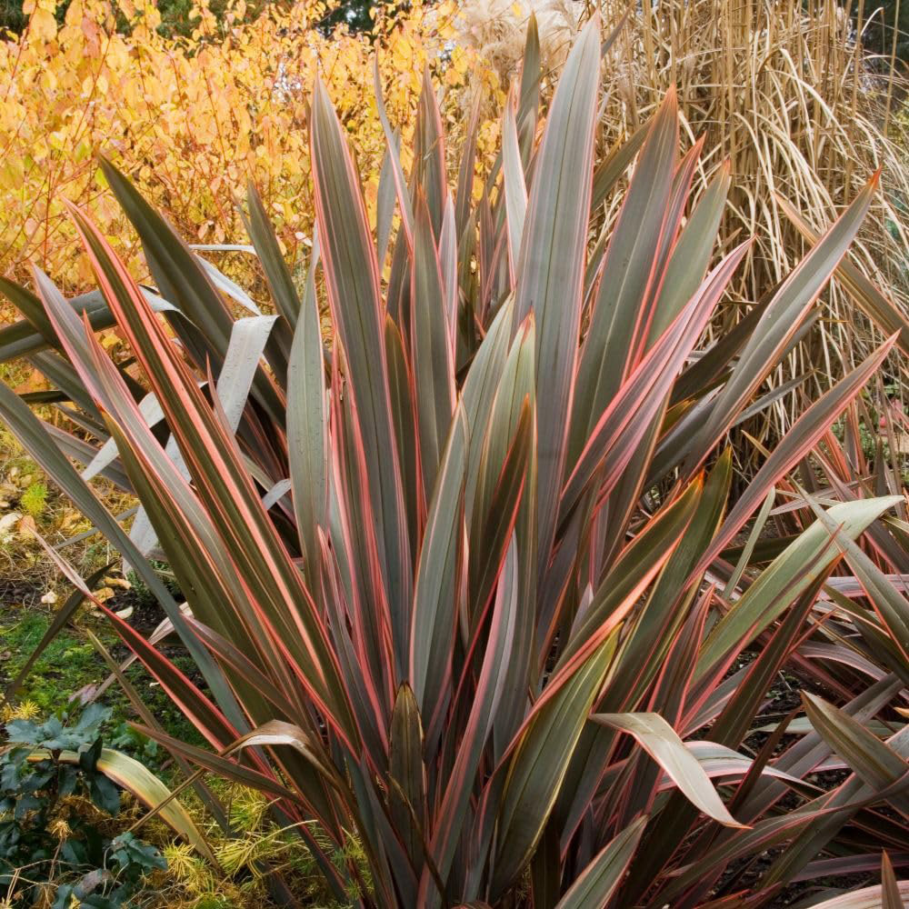 Thompson and Morgan Phormium Tenax Rainbow Queen Plant Pot 2L Image