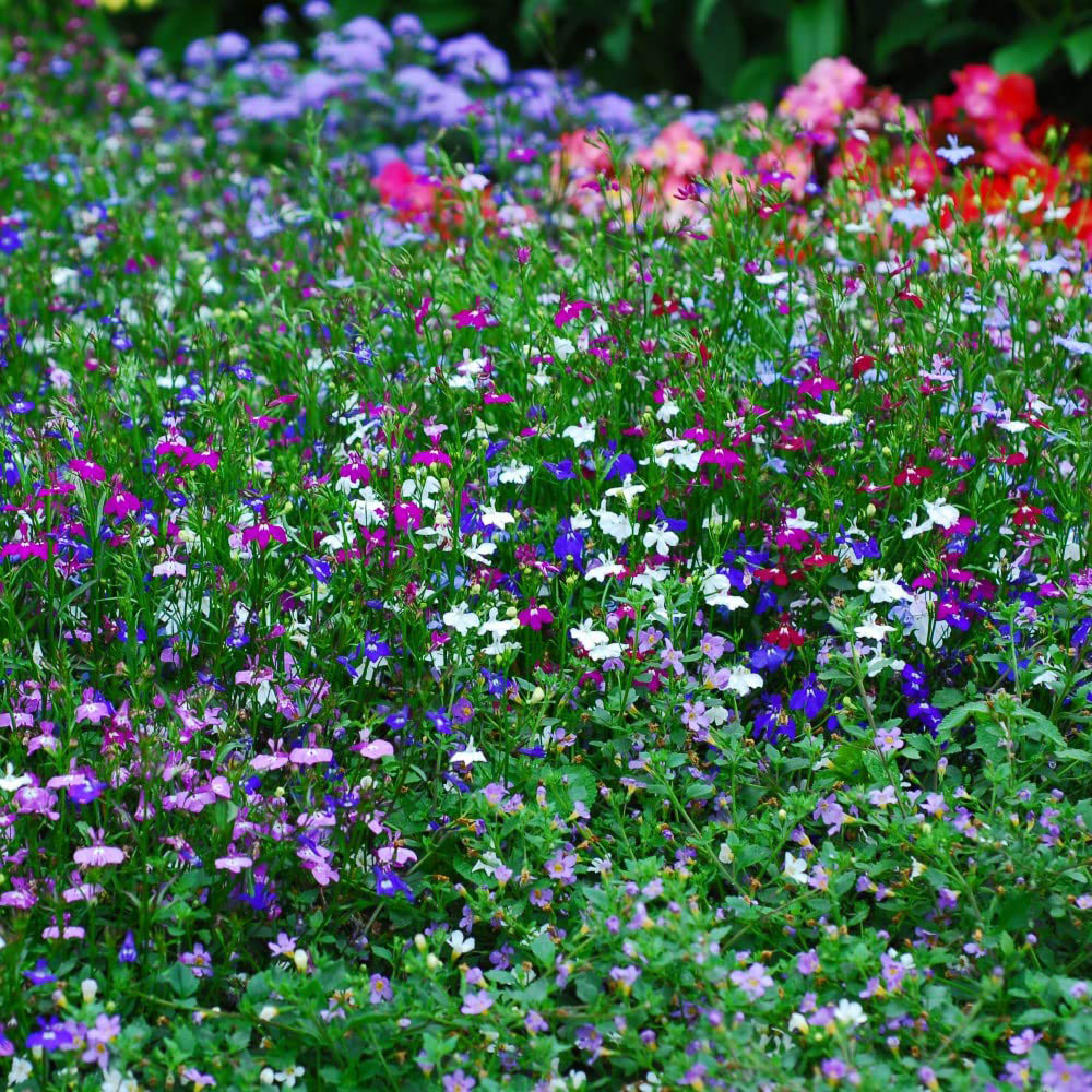 Thompson and Morgan Lobelia Ultra Cascade Imp Mix Garden Ready Plant 30 Pack Image 2