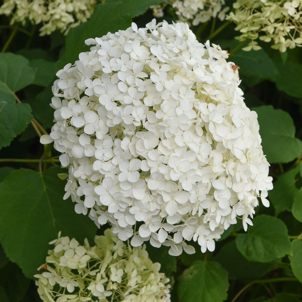 Thompson & Morgan Hydrangea Arborescens Annabelle Plant Pot 10L Image 1