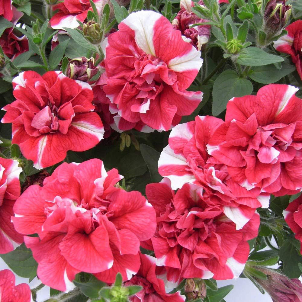 Thompson and Morgan Petunia Tumbelina Frills and Spills Collection Postiplugs 10 Pack Image 3