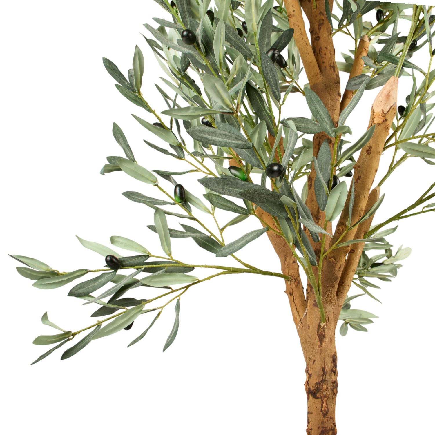 Olive Tree in Pot Image 2