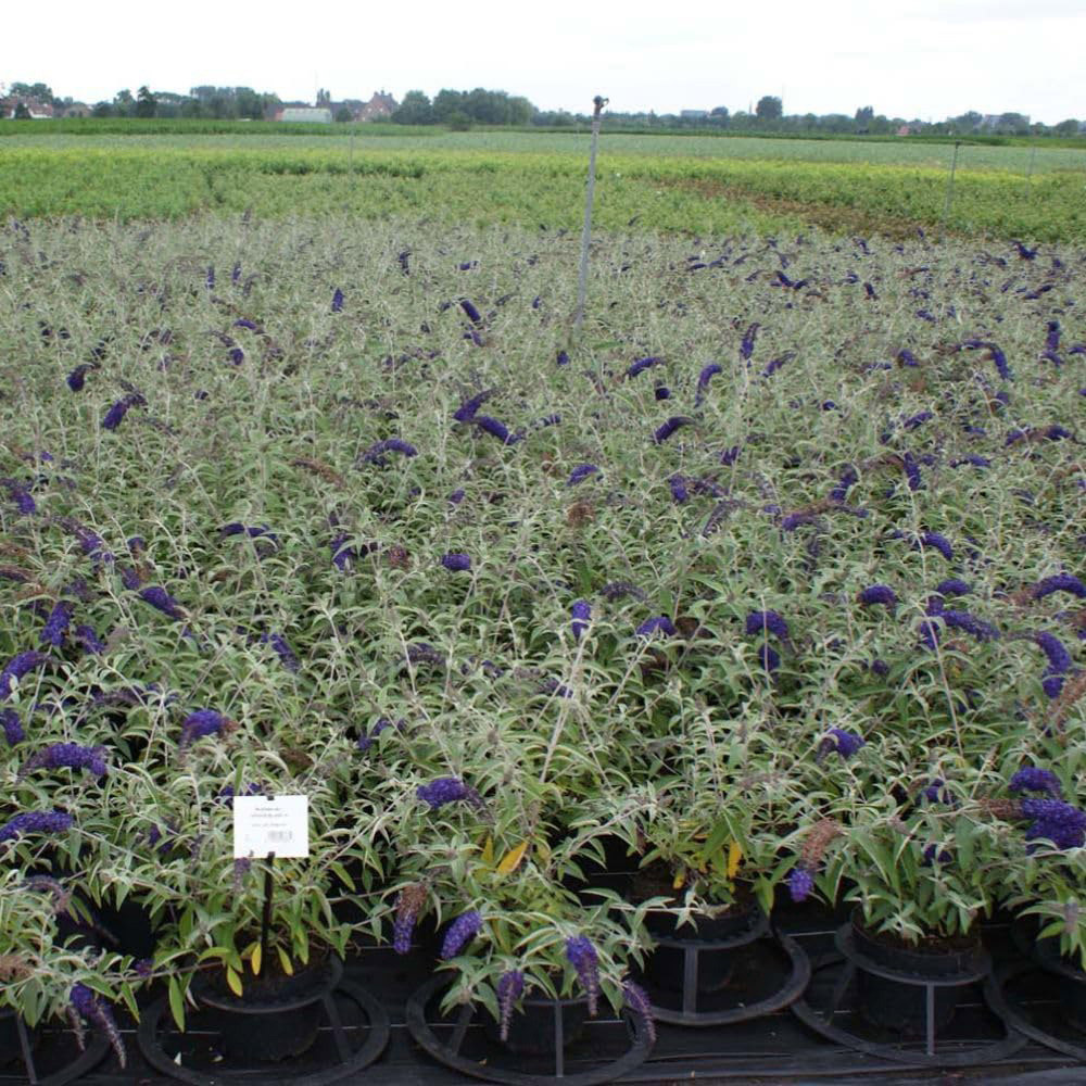 Thompson and Morgan Buddleja Davidii Adonis Blue Plant Pot 10L Image 2