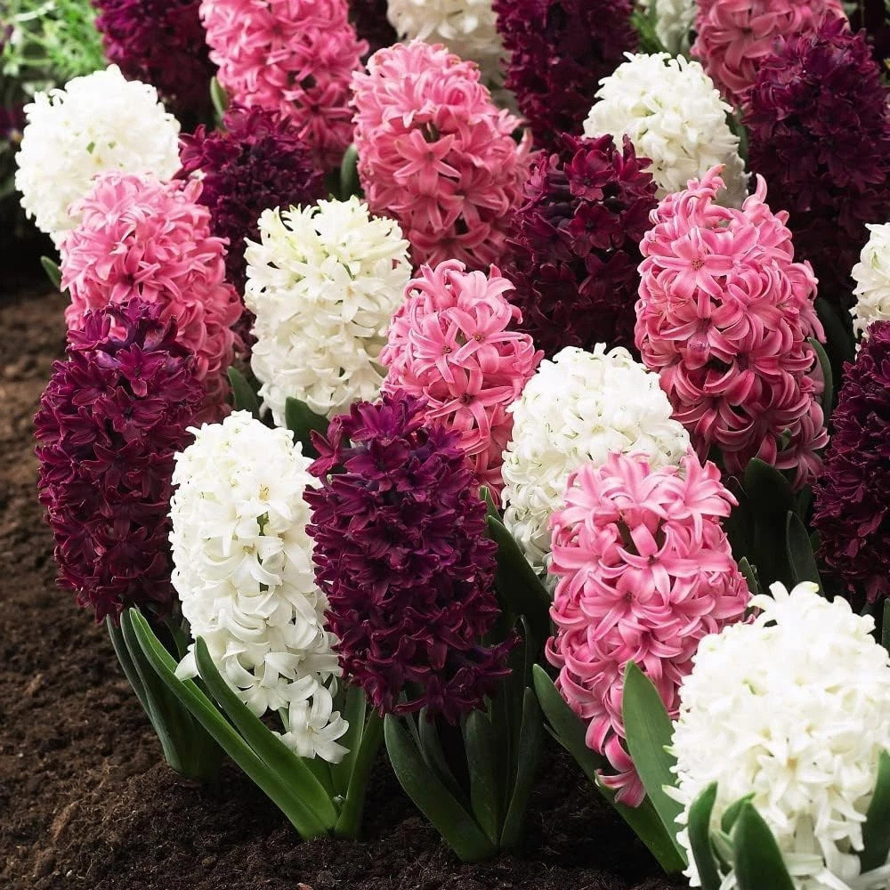 Thompson and Morgan Hyacinth Pretty in Pink Autumn Planting Bulb 8 Pack Image 4