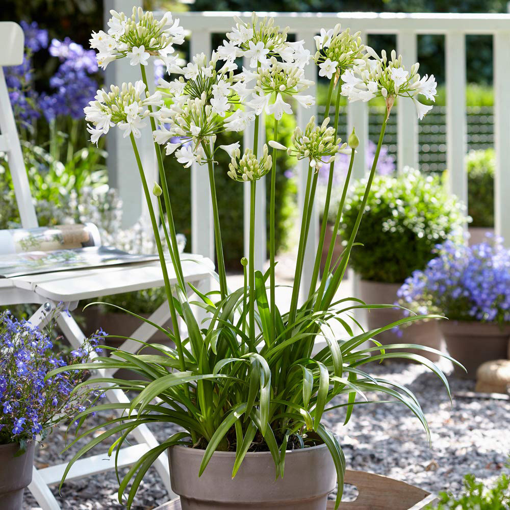 Thompson and Morgan Agapanthus Ever White Plant Pot 9cm Image 2