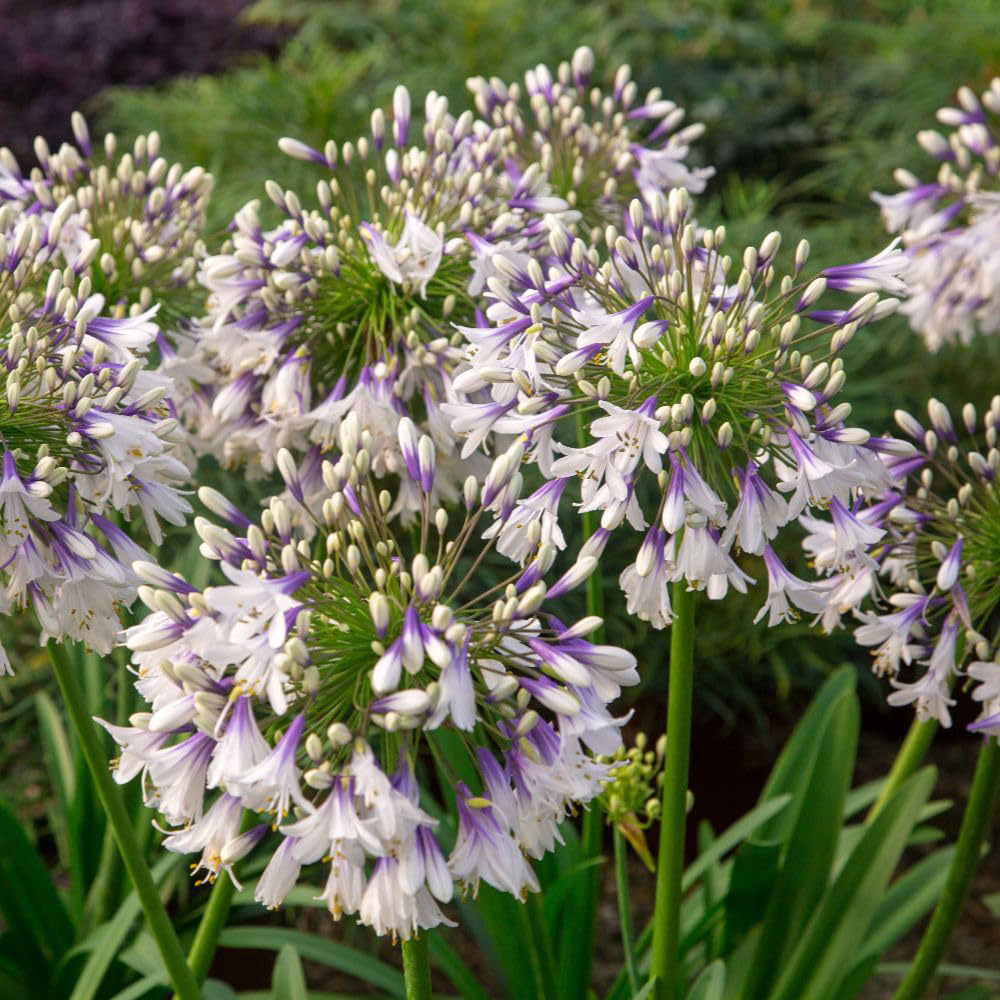 Thompson and Morgan Agapanthus Fireworks Plant Pot 9cm 2 Pack Image 2