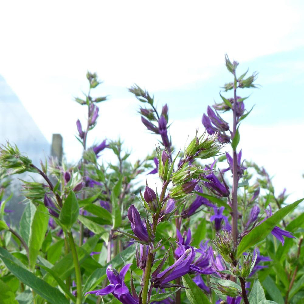 Thompson and Morgan Lobelia Vedrariensis Plant Pot 1L 3 Pack Image 1