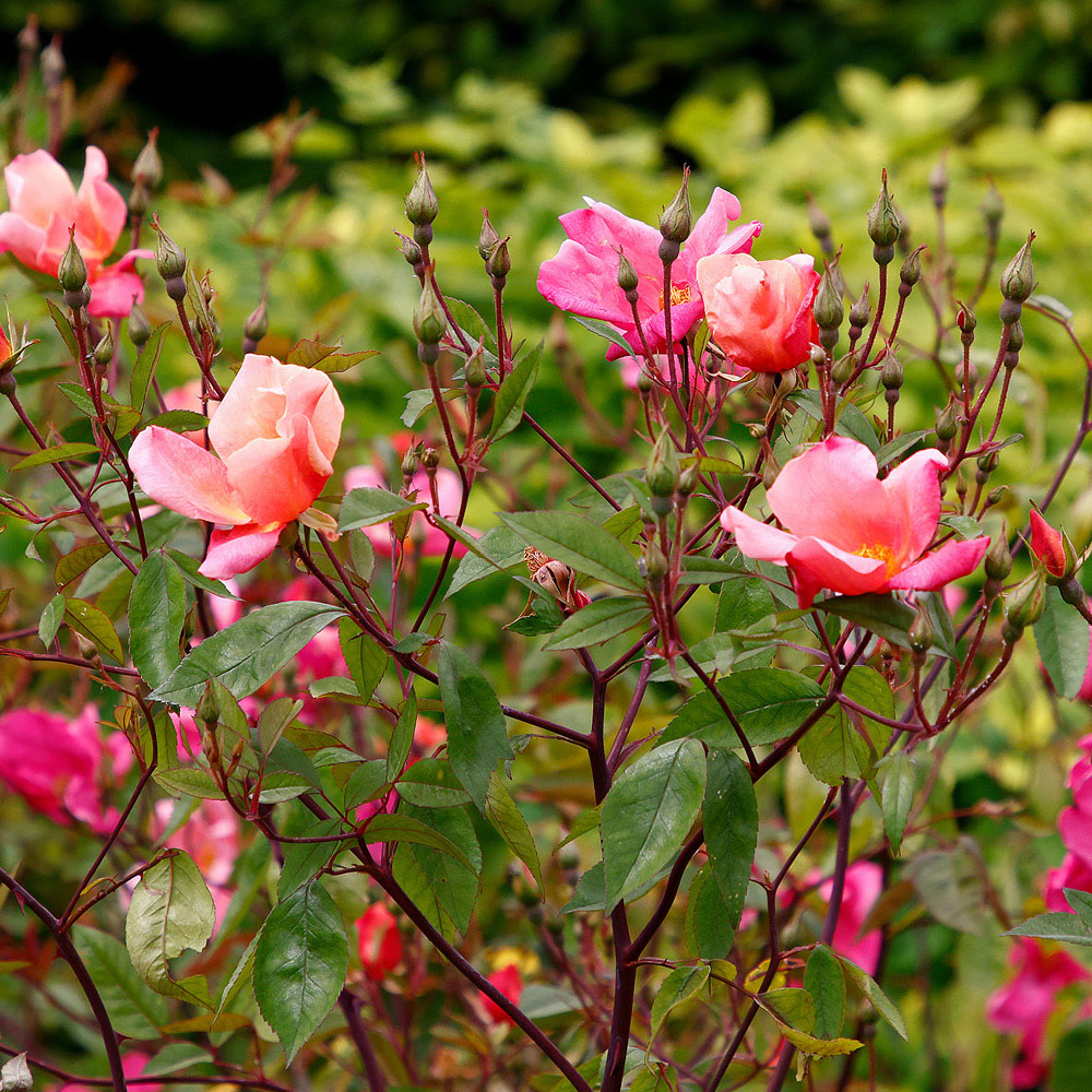 YouGarden X Odorata Mutabilis Bare Root Rose Image 3