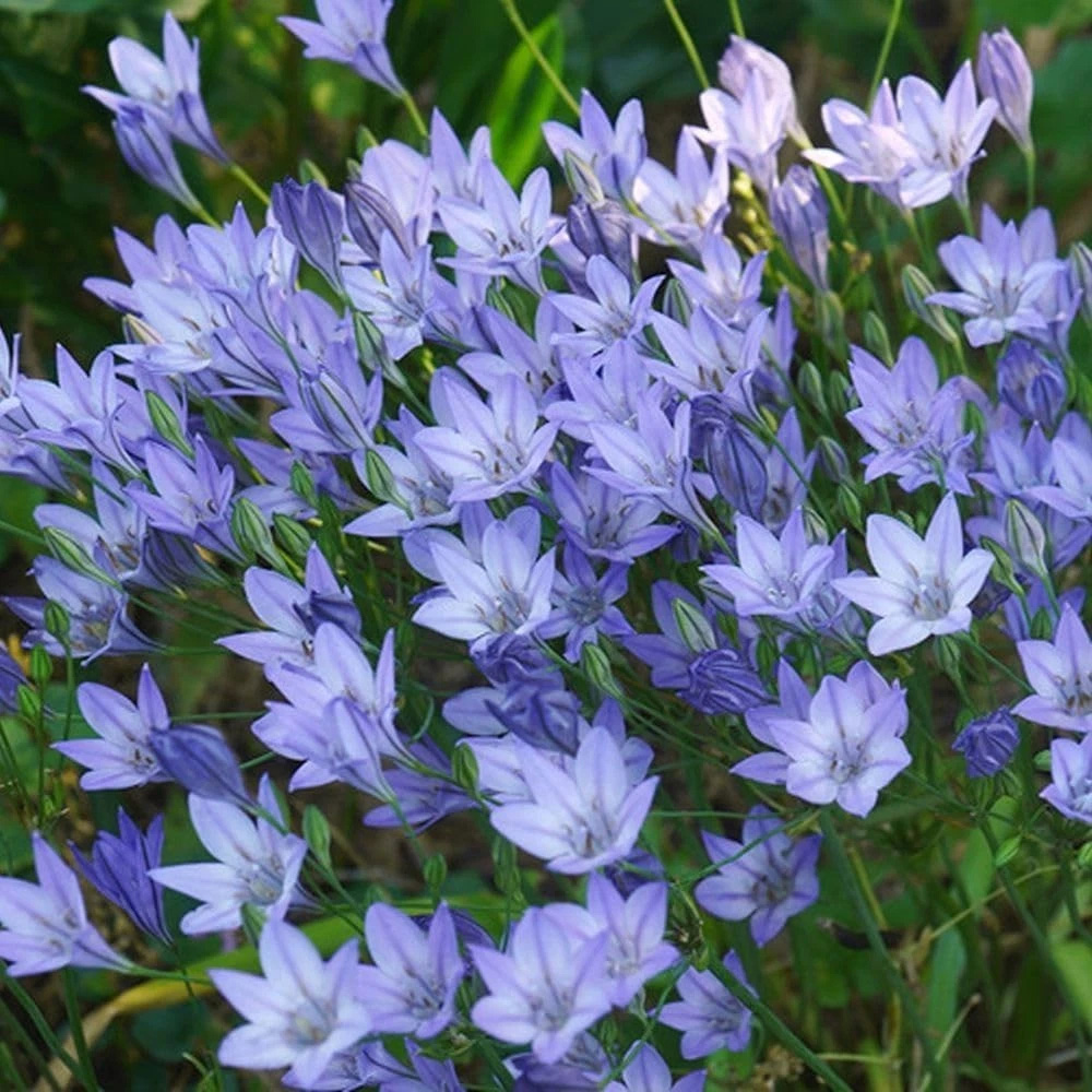 Thompson and Morgan Harmony Collection Spring Planting Bulb 200 Pack Image 3