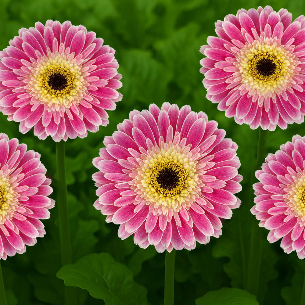 YouGarden Pink Gerbera Sunshaper Collection Plant Pot with Fertiliser 3 Pack Image 3