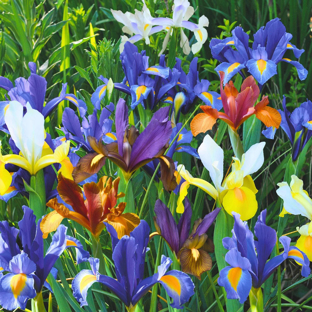 Thompson and Morgan Iris Dutch Mixed Spring Planting Bulb 80 Pack Image 2