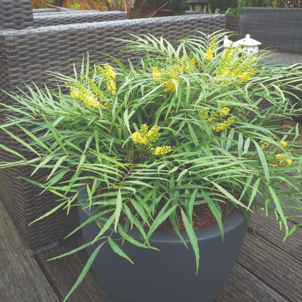 Thompson and Morgan Mahonia Eurybracteata Soft Caress Plant Pot 25L Image 3