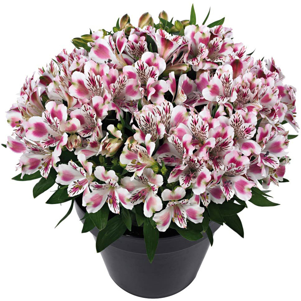 Thompson & Morgan Alstroemeria Inticancha White Pink Blush Jumbo Plant Plug Image 2